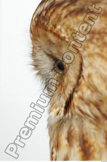 Tawny owl - Strix aluco 0017